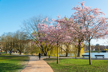 Kiel Innenstadt im Morgenlicht Hiroshimapark mit Kleinem Kiel, Rathaus  und Opernhaus am Rathausplatz, der Frühling hält Einzug