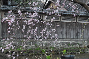 春の祇園白川