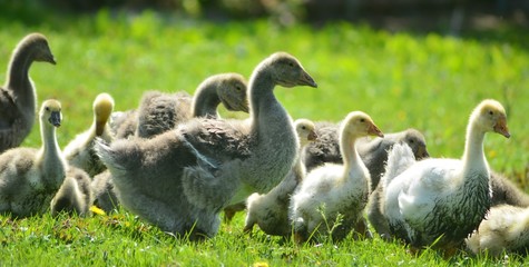 Obraz premium Kholmogory and Toulouse geese