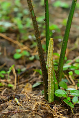 Cycads are new leaves