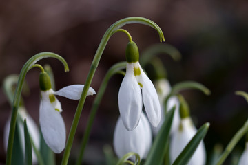 snowdrops in springtime, close up of flower head