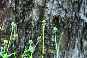 Grass flower on meadow with beautiful nature.