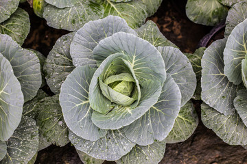Fototapeta premium Fresh green cabbage plantation farm close up