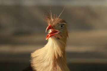 Red-legged Seriema close-up