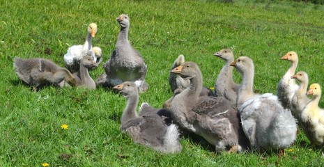 Kholmogory and Toulouse geese