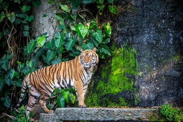 Fototapeta na wymiar Tiger (Panthera tigris) is most recognizable for its dark vertical stripes on reddish-orange fur with a lighter underside. 
