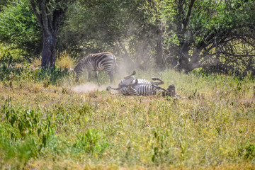 Obraz na płótnie Canvas Tarangire Zebra