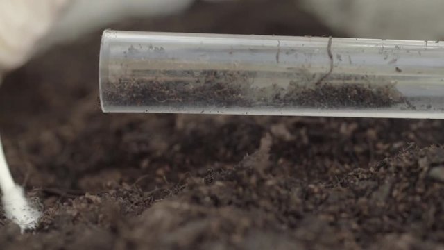 Using a test tube to collect soil sample