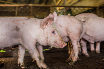 Piglet in hog farm rural indistry