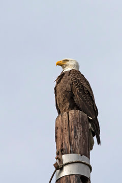 Bald eagle at Los Angeles foothills