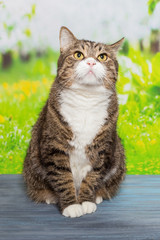 Cat sitting on a blue wooden table