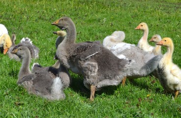 Kholmogory and Toulouse geese