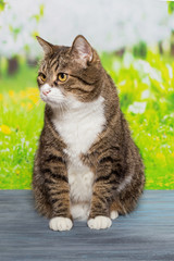 Cat sitting on a blue wooden table