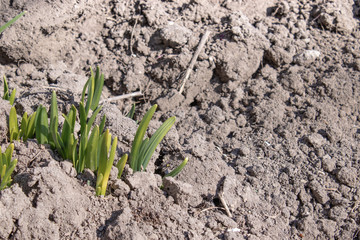 The roots of flowers germinate with zamly. Flowers grow in spring.