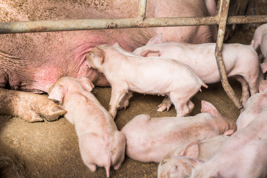 Piglet in hog farm rural indistry
