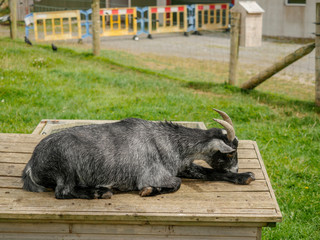 Sleeping black goat on a wooden box, farm style fun park for kids.