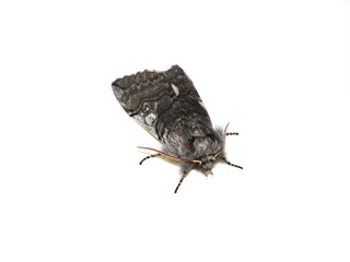The early flying yellow horned moth Achlya flavicornis isolated on white background
