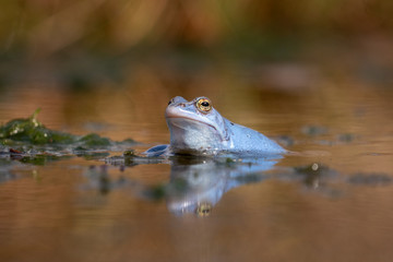 Blauer Moorfrosch Frosch im Teich / Blue Frog in Moor 