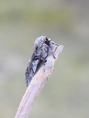 Fototapeta premium The early flying yellow horned moth Achlya flavicornis sitting on a stick
