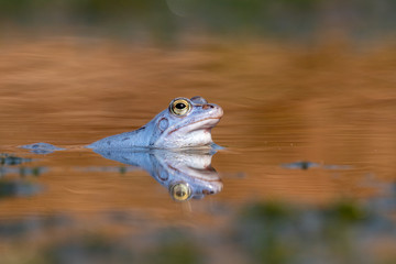 Blauer Moorfrosch Frosch im Teich / Blue Frog in Moor 