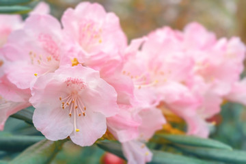 Fototapeta na wymiar Rhododendron hirsutum blüht im April. Pinke Rhododendren im Frühling. Strauch mit blühendem Rhododendron.