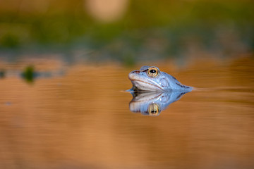 Blauer Moorfrosch Frosch im Teich / Blue Frog in Moor 