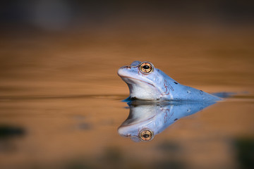 Blauer Moorfrosch Frosch im Teich / Blue Frog in Moor 