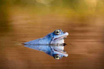 Blauer Moorfrosch Frosch im Teich / Blue Frog in Moor 