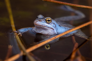 Blauer Moorfrosch Frosch im Teich / Blue Frog in Moor 