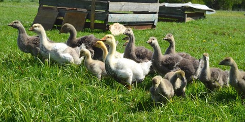 Kholmogory and Toulouse geese