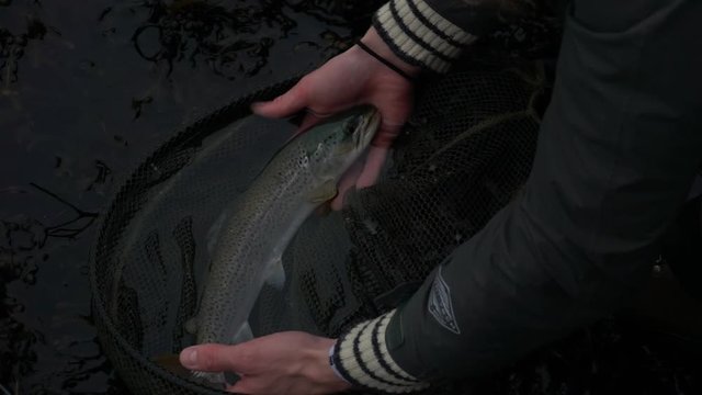 Sea run brown trout laying in fish net. Close up and slow motion.