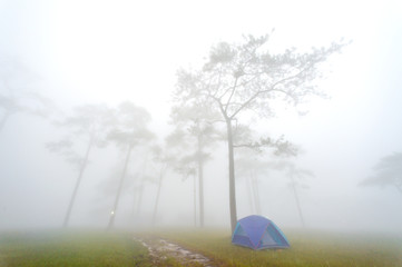 tent in forrest