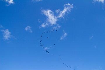 Birds Sky