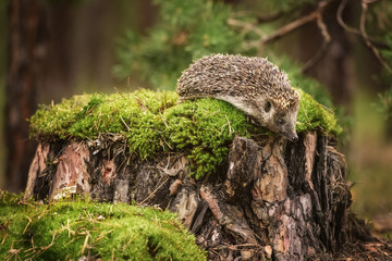 Hedgehog on stump