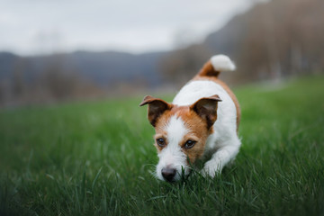 the dog runs in the grass. Pet plays in nature. Jack Russell Terrier.