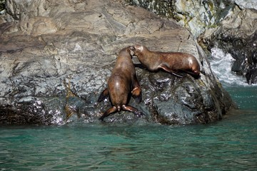 Sea lions colony in Alaska