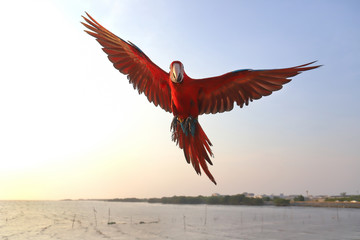Colorful macaw parrot flying in the sky 