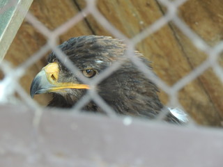 bird of prey