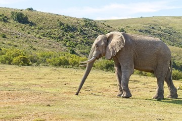 Huge African elephant standing on a slope eating short grass