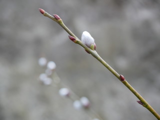 Polonne / Ukraine - 3 March 2019: Pussy willow branch on grey background closeup