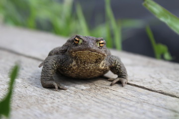 frog in grass
