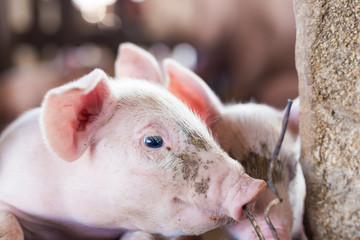 Little piglet in organic rural farm © themorningglory
