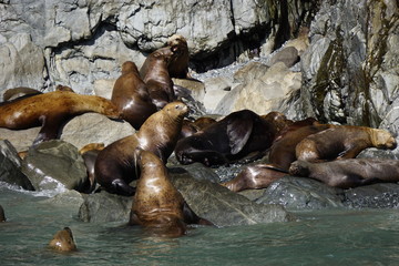 Sea lions colony in Alaska