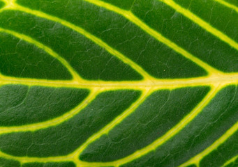 fresh green leaf with clear vein close up