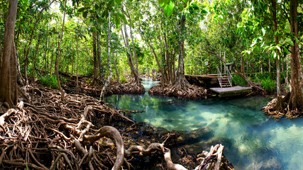 mangrove forest krabi thailand