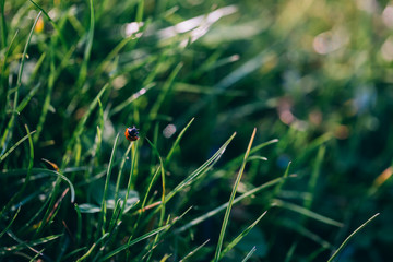 Close up of a ladybug in a green grass.