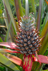 Fototapeta premium pineapple flower
