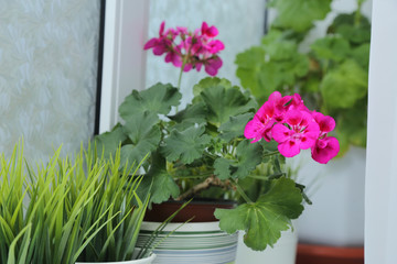 Fototapeta premium Houseplant in a pot on the window. Flowering indoor plants.