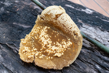 Honeycomb on bamboo branch and wood background