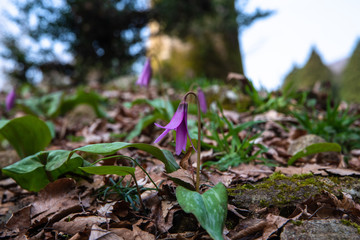 早春の雑木林の女王　カタクリ